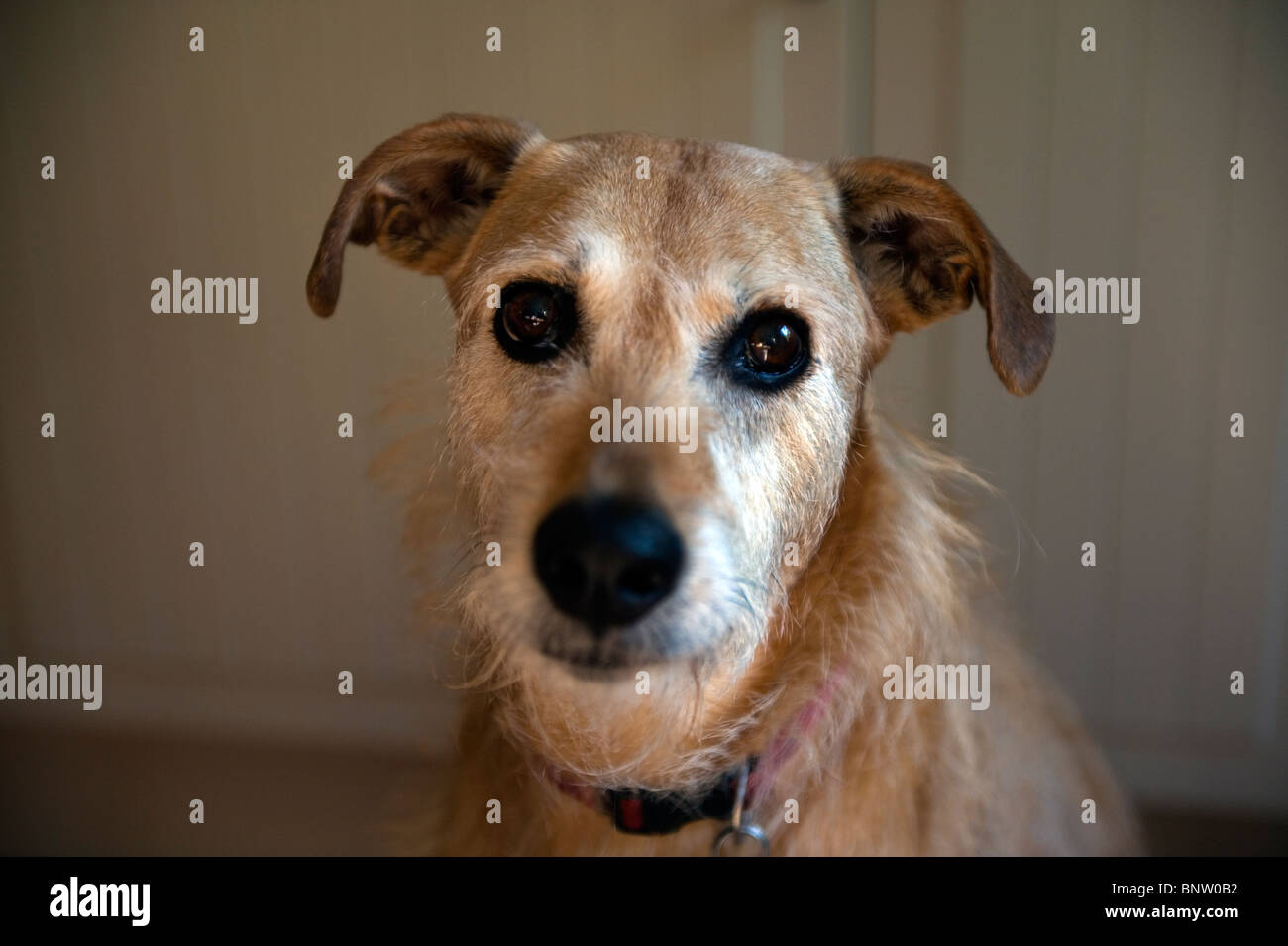 Lurcher breed of dog Stock Photo Alamy