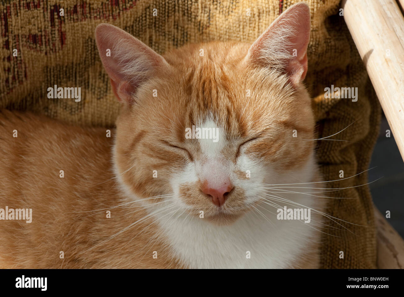 A ginger cat with eyes closed but alert with ears upright Stock Photo