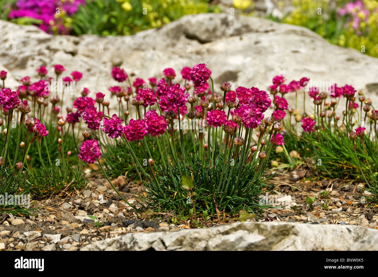 Close up of pink armeria sea thrift flower flowers alpine plants plant growing in a summer