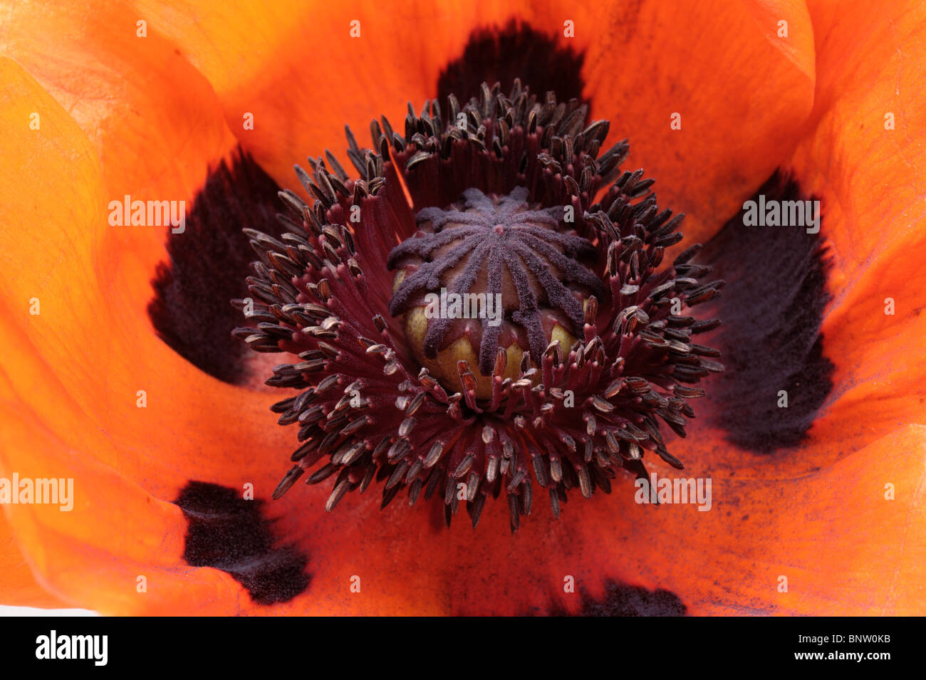 Flowering parts of an oriental poppy (Papaver orientalis) Stock Photo