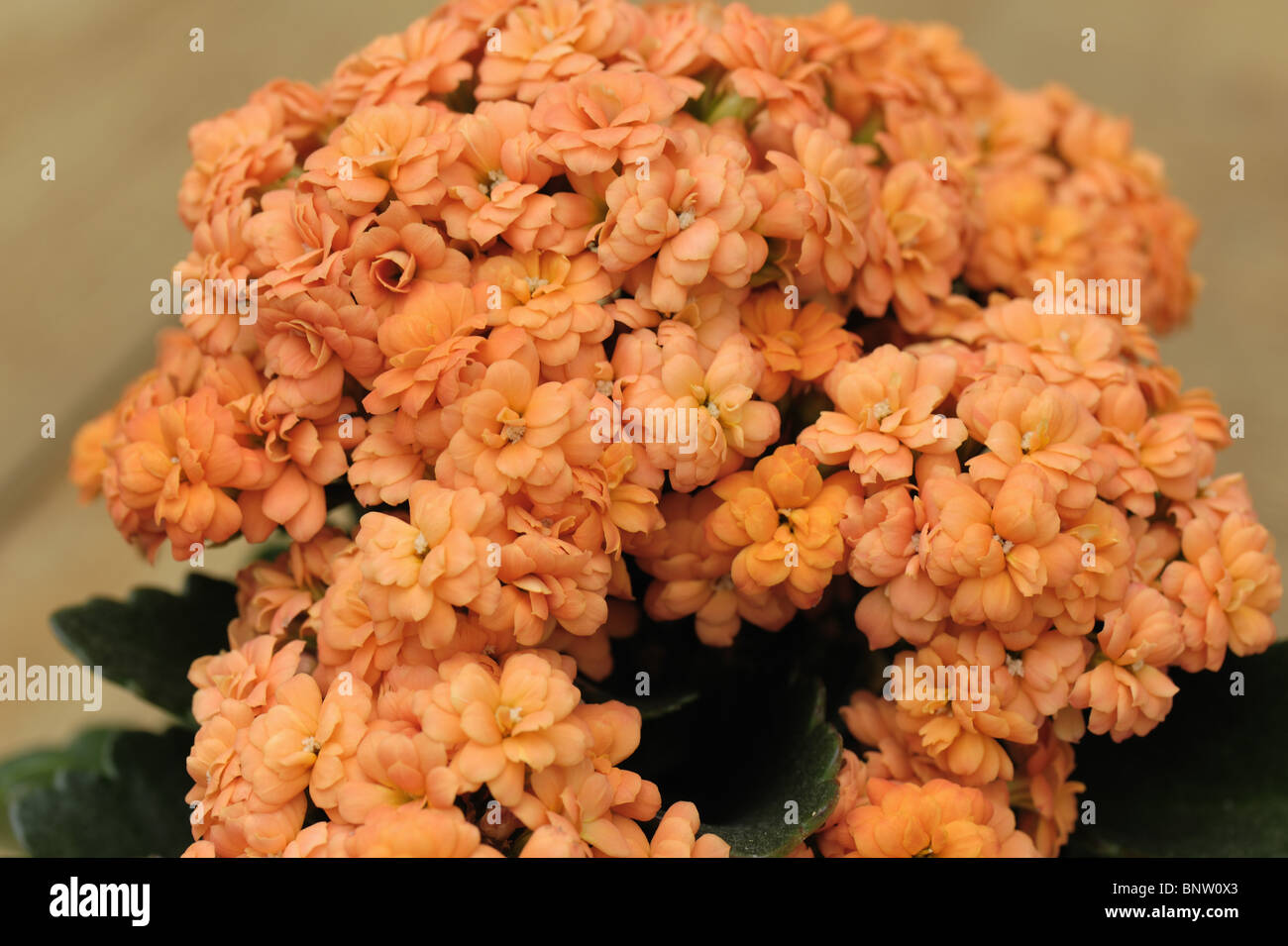 Small ornamental pot plant with orange flowers Kalanchoe blossfeldiana Stock Photo