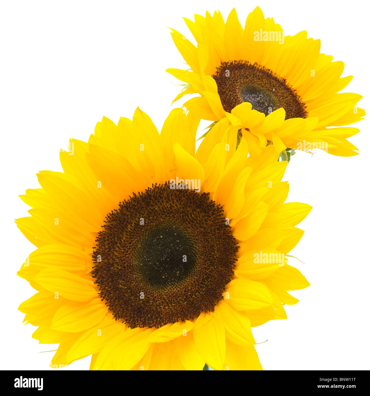 sunflowers isolated on white Stock Photo