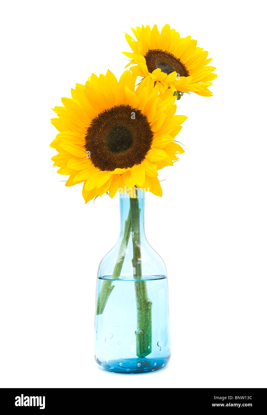 two sunflowers in blue glass decanter isolated on white Stock Photo