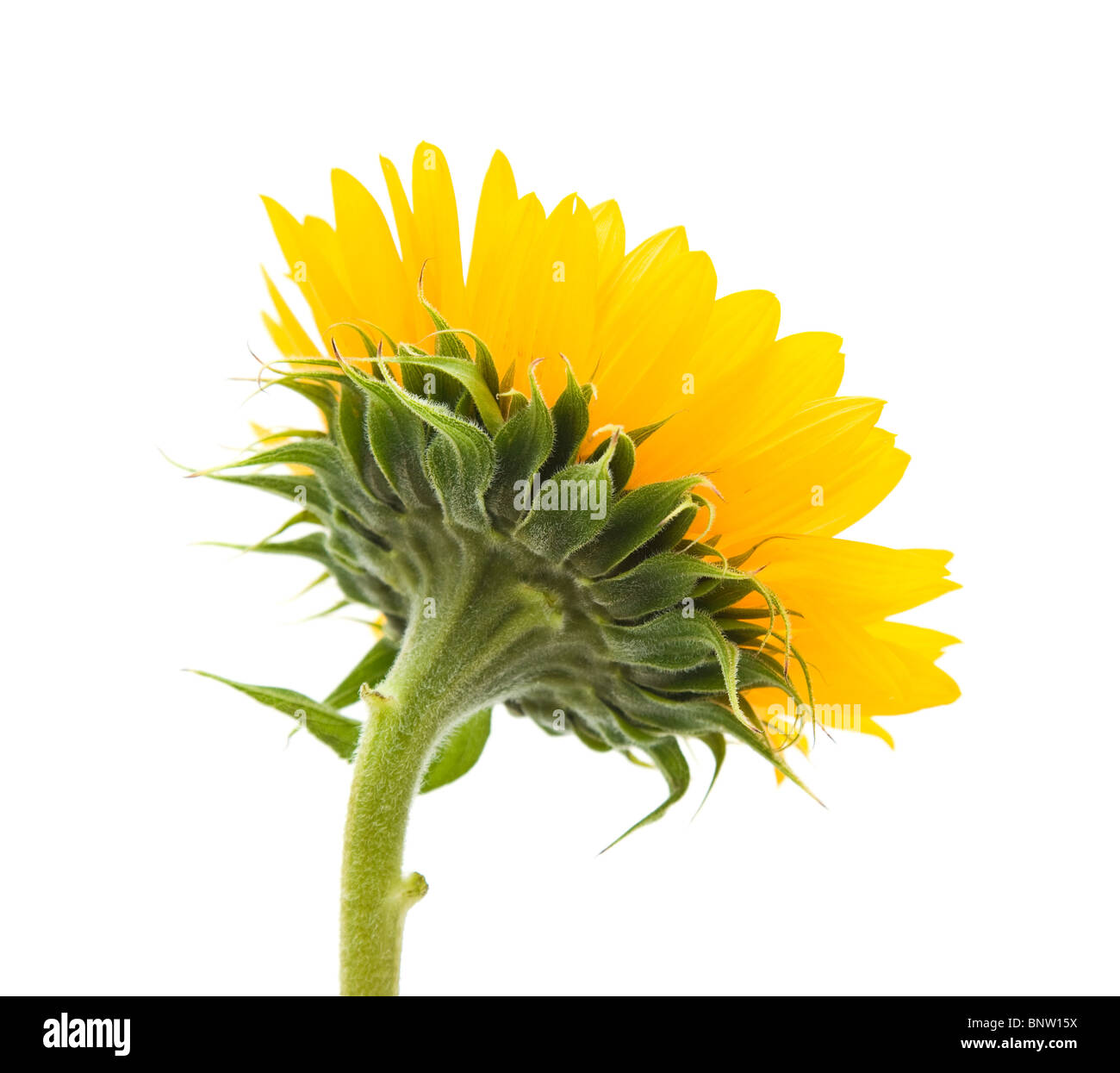 Cheerful sunflower Cut Out Stock Images Pictures Alamy