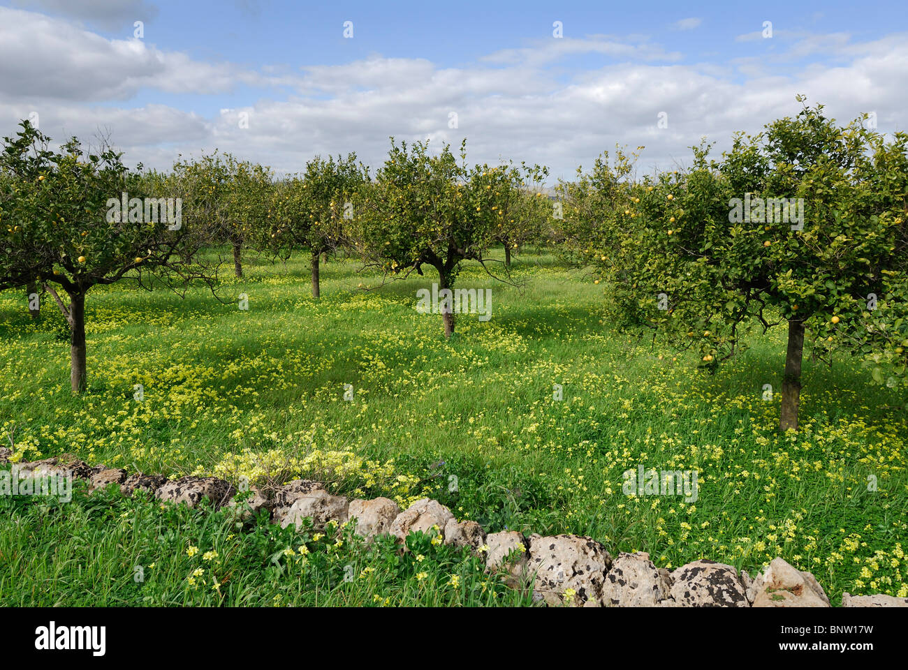 Avola. Sicily. Italy. Lemon grove. Stock Photo