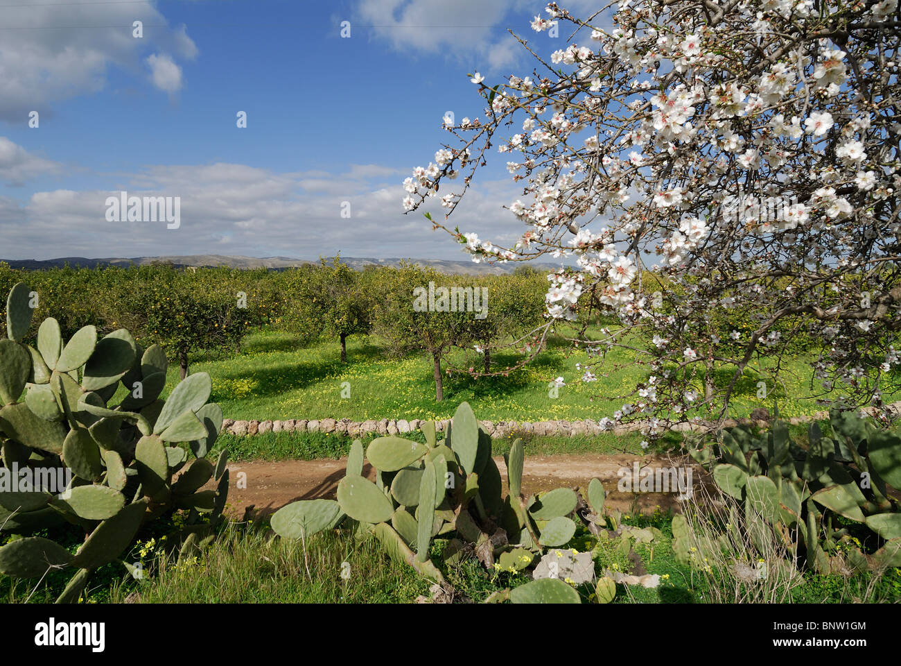 Avola. Sicily. Italy. Almond blossom & lemon groves. Stock Photo