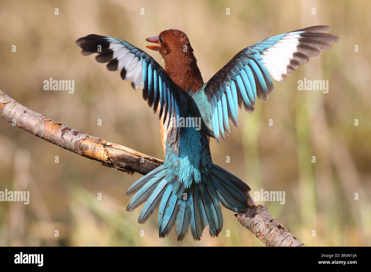 White-throated Kingfisher, Halcyon smyrnensis, also known as the White-breasted Kingfisher or Smyrna Kingfisher Stock Photo