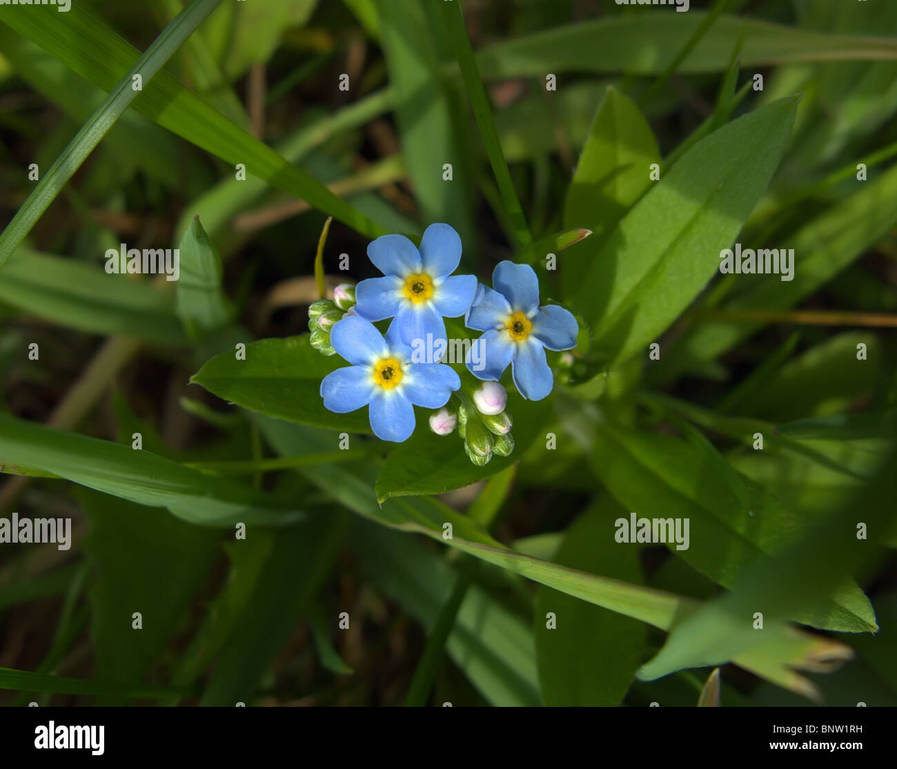 Group of me nots hires stock photography and images Alamy