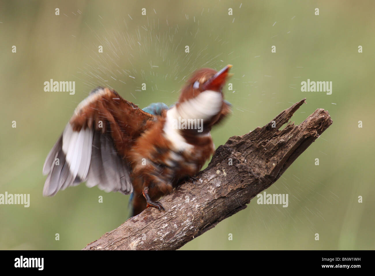 White-throated Kingfisher, Halcyon smyrnensis, Stock Photo