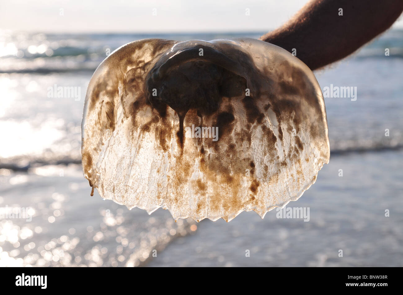 Israel, Mediterranean Sea, Rhopilema nomadica Jellyfish Stock Photo