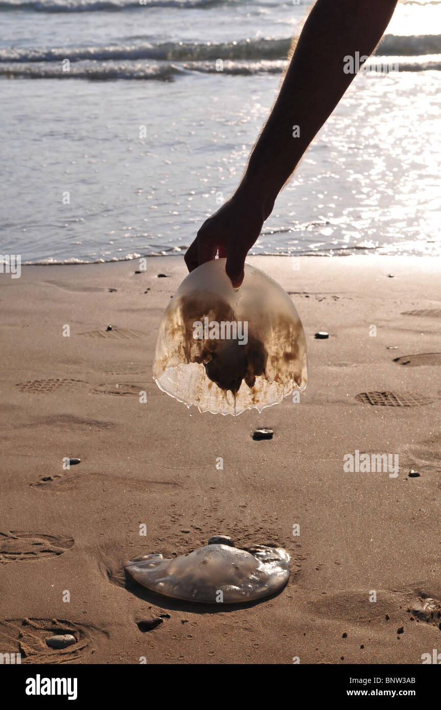 Israel, Mediterranean Sea, Rhopilema nomadica Jellyfish Stock Photo