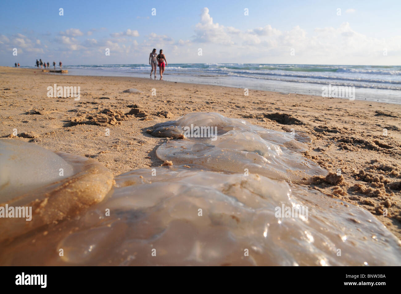 Israel, Mediterranean Sea, Rhopilema nomadica Jellyfish Stock Photo