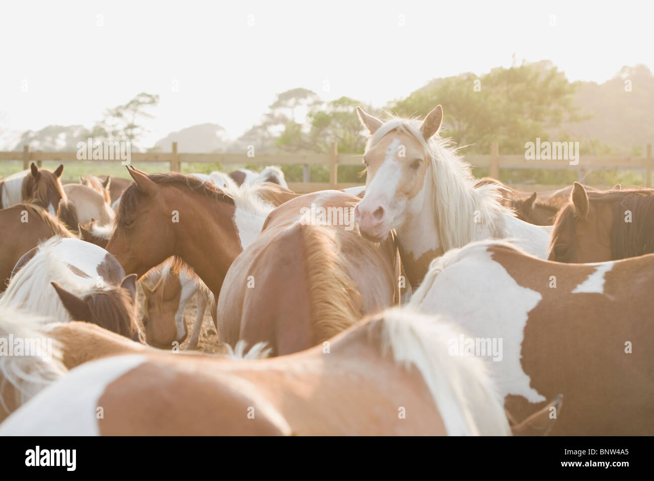 A Herd Of Horses Hi res Stock Photography And Images Alamy a-herd-of-horses-hi-res-stock-photography-and-images-alamy