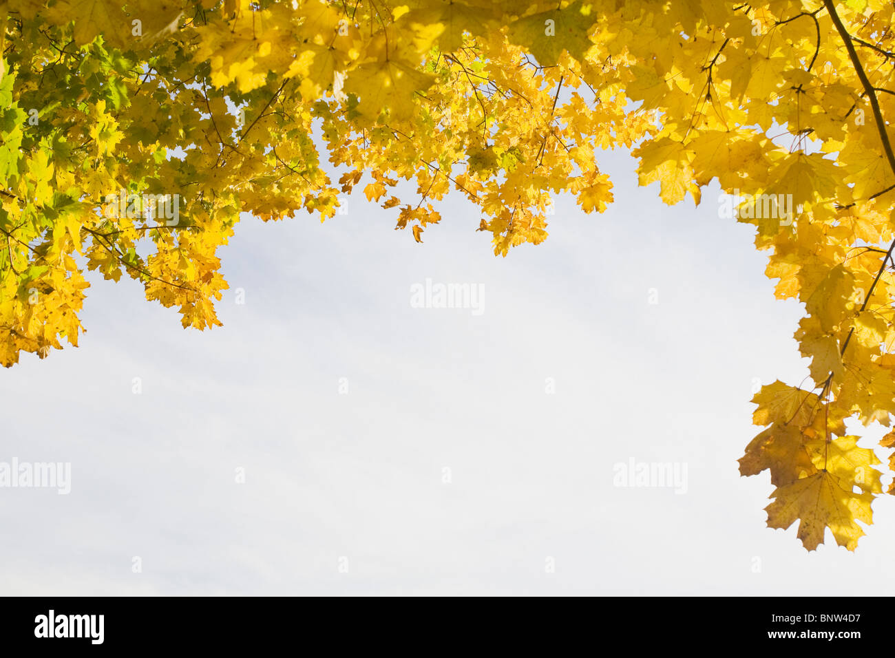 Golden leaves in autumn Stock Photo - Alamy