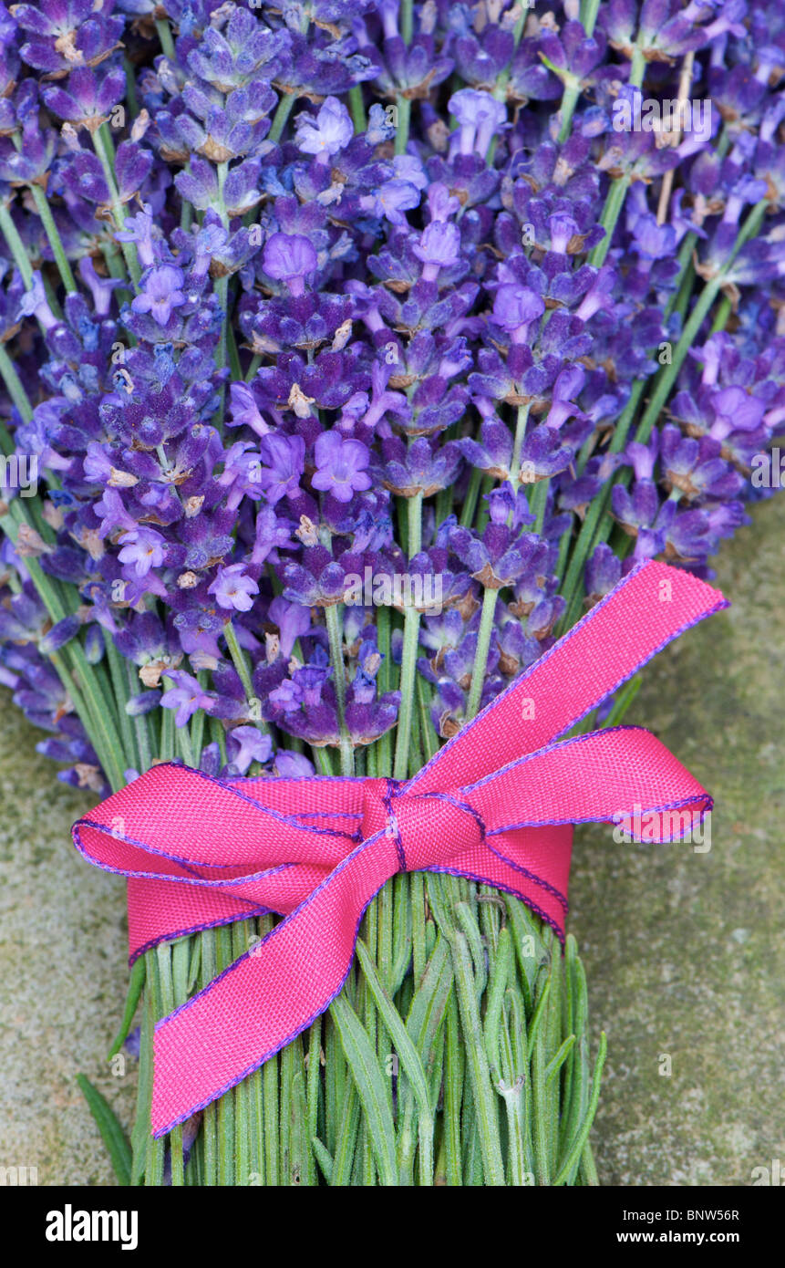 Bunch of lavender tied with a pink ribbon Stock Photo