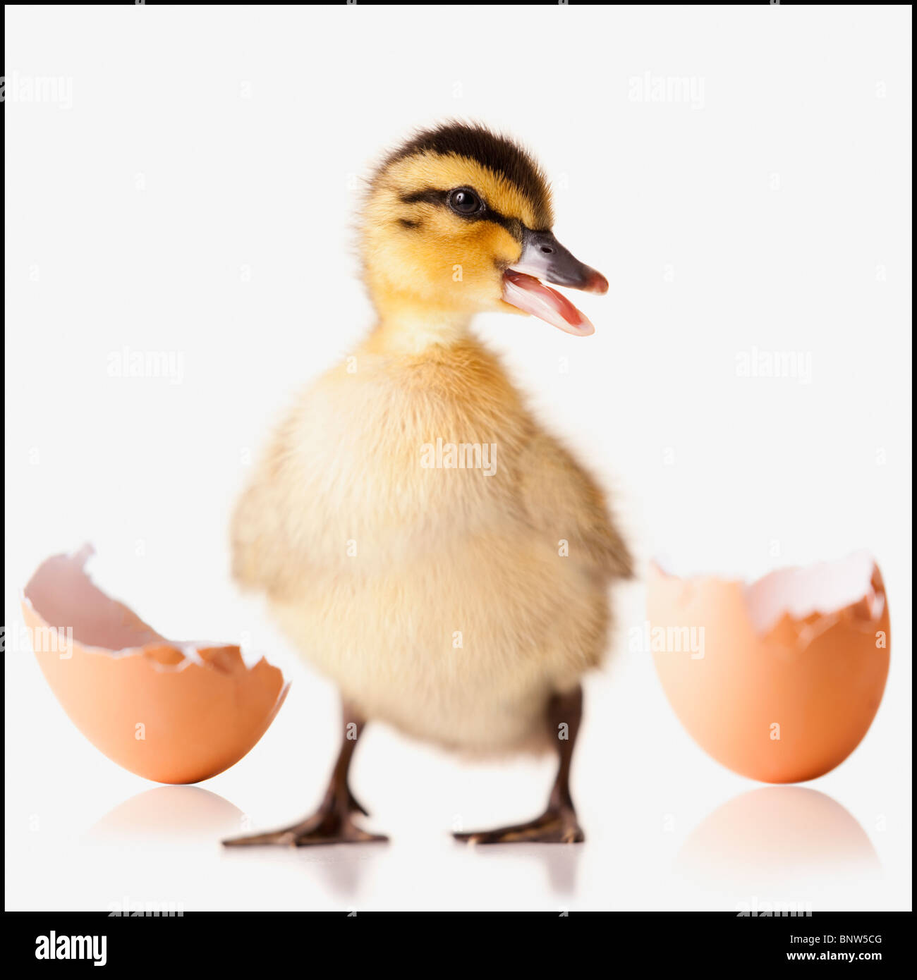 Freshly hatched chick beside broken egg shell Stock Photo