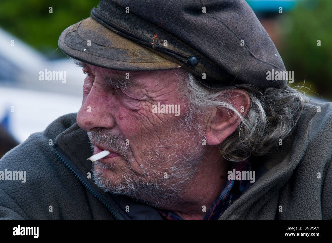Old sea dog Stock Photo Alamy