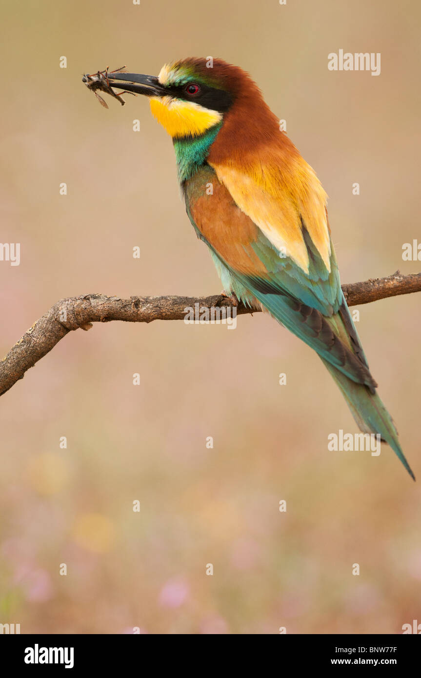Male of European Beeeater (Merops apiaster) bringing captured insects ...