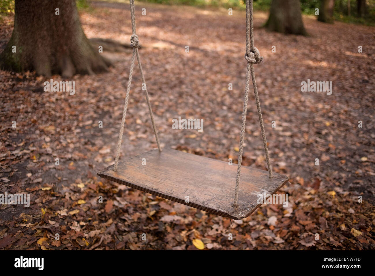 Autumnal Scenes in English Woodland Stock Photo