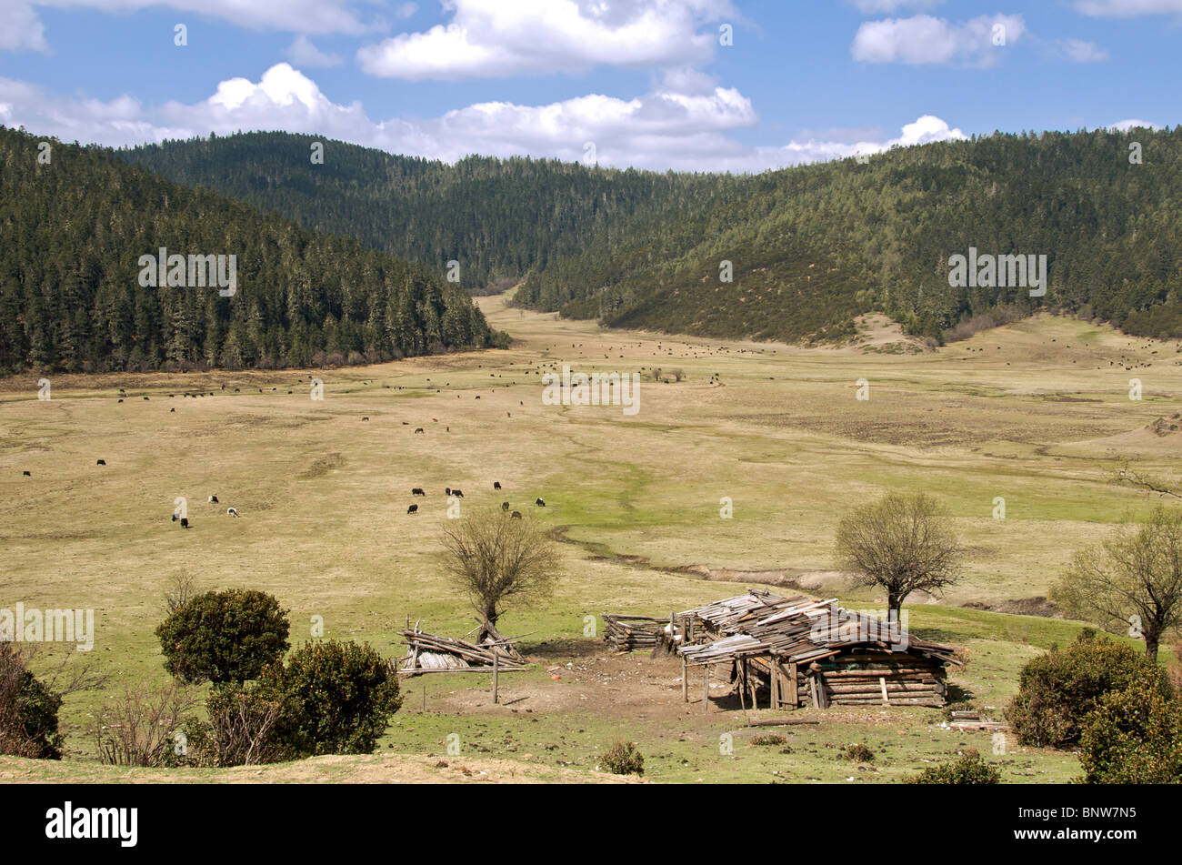 Farm with cattle grazing Emerald Lake National Park Yunnan China Stock Photo