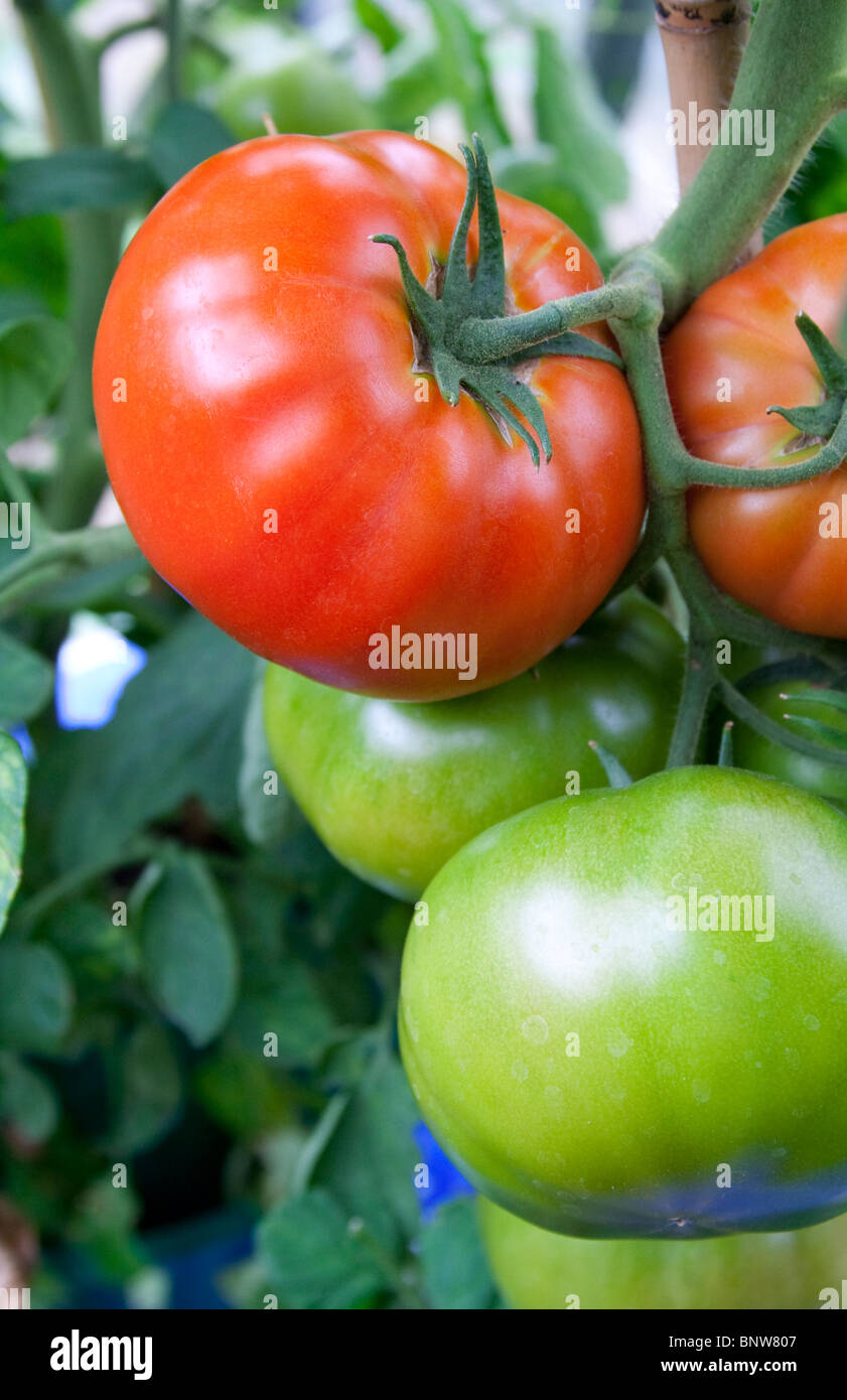 https://c8.alamy.com/comp/BNW807/organic-beefsteak-tomatoes-growing-on-the-vine-variety-big-boy-BNW807.jpg