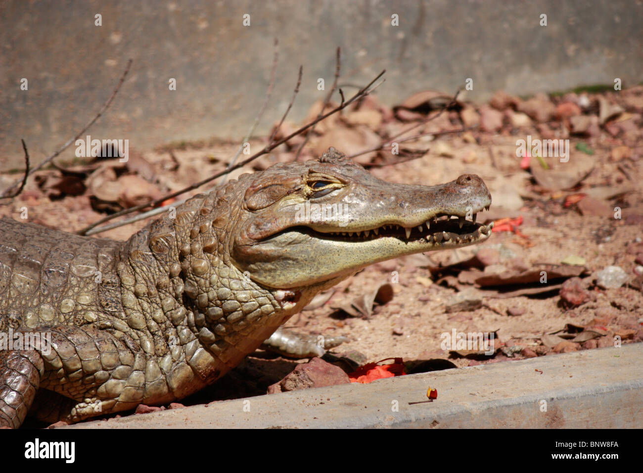 Crocodile disguising sleep Stock Photo