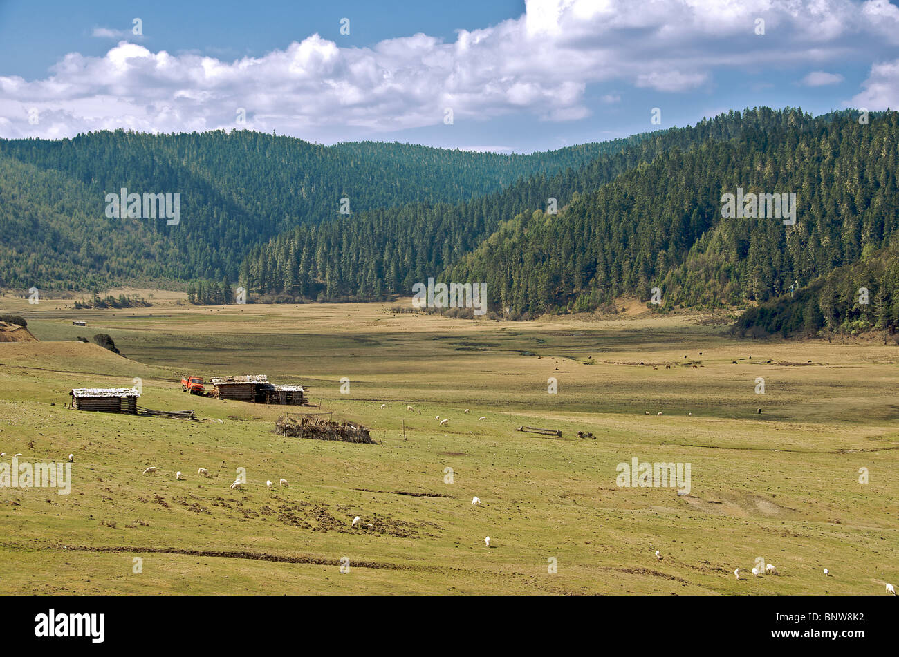 Farm with sheep grazing Emerald Lake National Park Yunnan China Stock Photo
