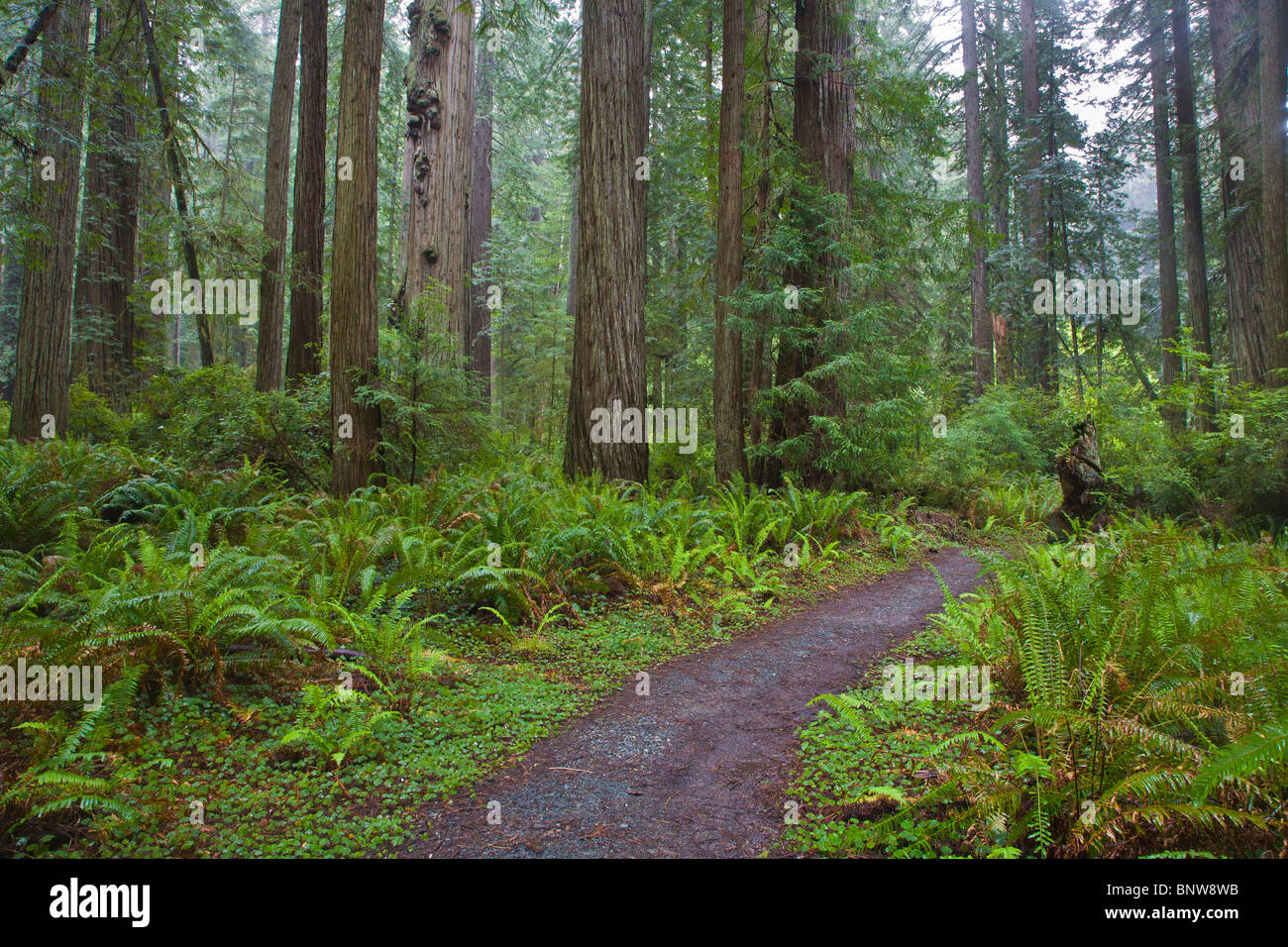 Walking trail though Prairie Creek Redwoods State Park in northern California Stock Photo