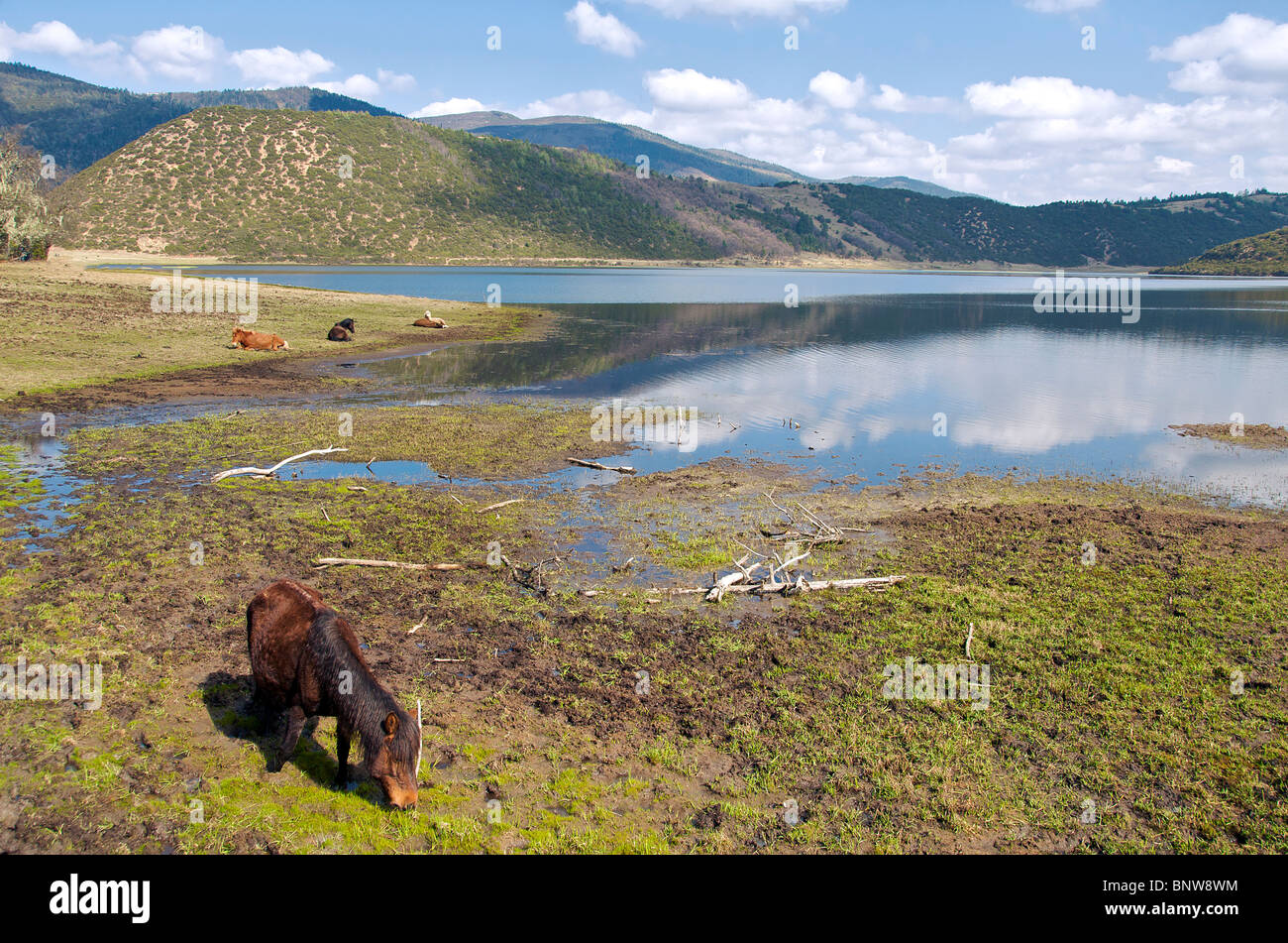 Horses grazing Emerald Lake National Park Yunnan China Stock Photo