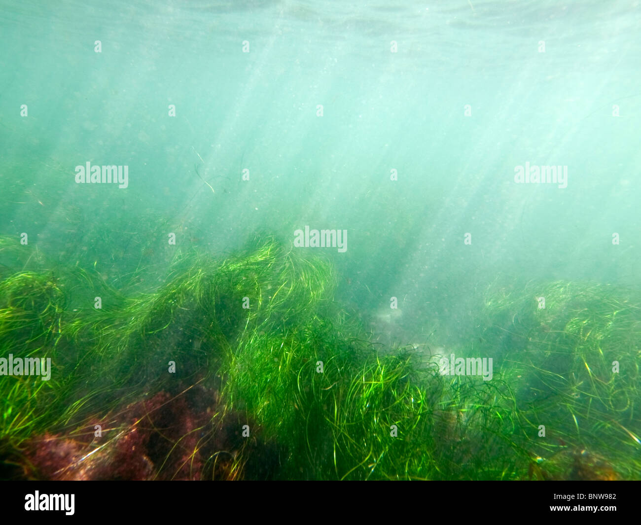 Murky ocean water and sea grass at La Jolla Cove in San Diego County, California. Stock Photo