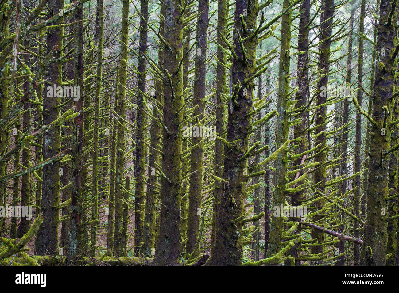 Moss on Spruce trees along the southern Oregon coast Stock Photo
