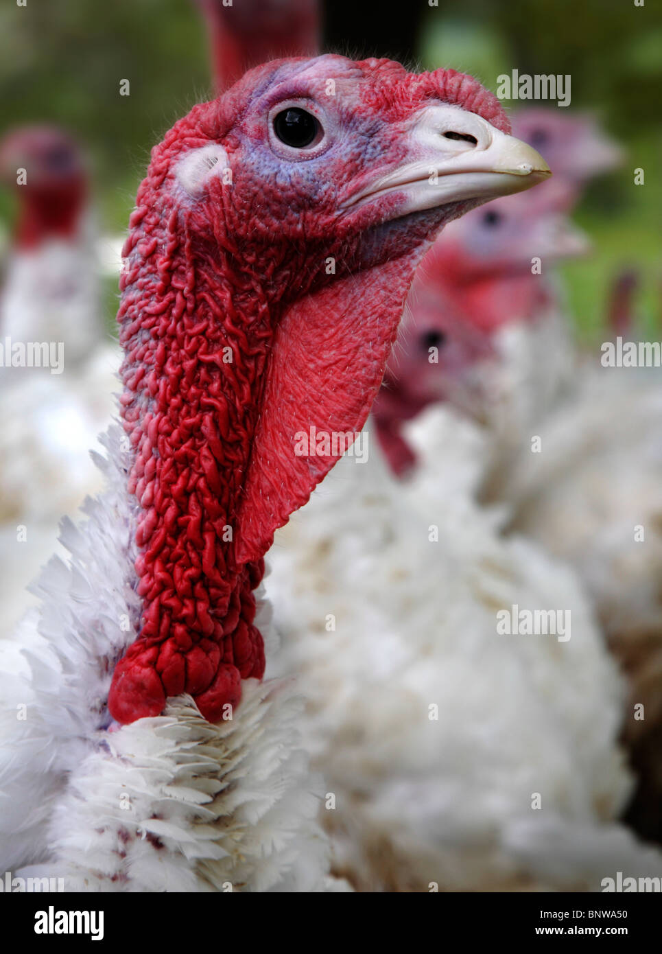 Breeding turkey hi-res stock photography and images - Alamy