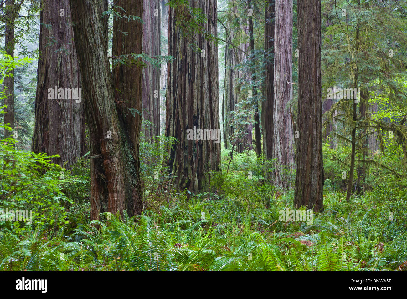 Prairie Creek Redwoods State Park in northern California Stock Photo
