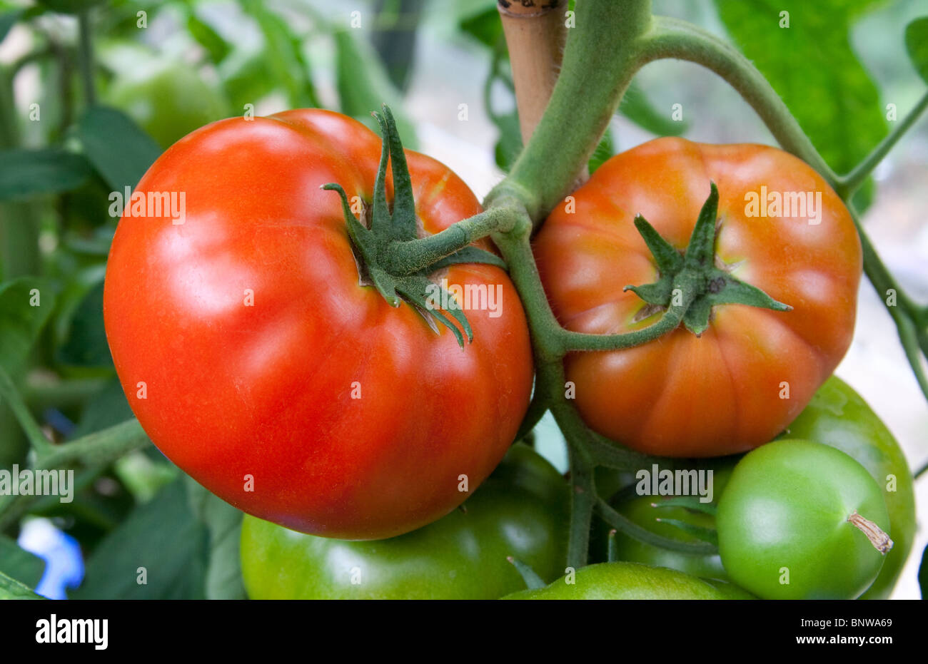 Organic Beefsteak Tomatoes growing on the vine variety 'Big Boy' Stock  Photo - Alamy
