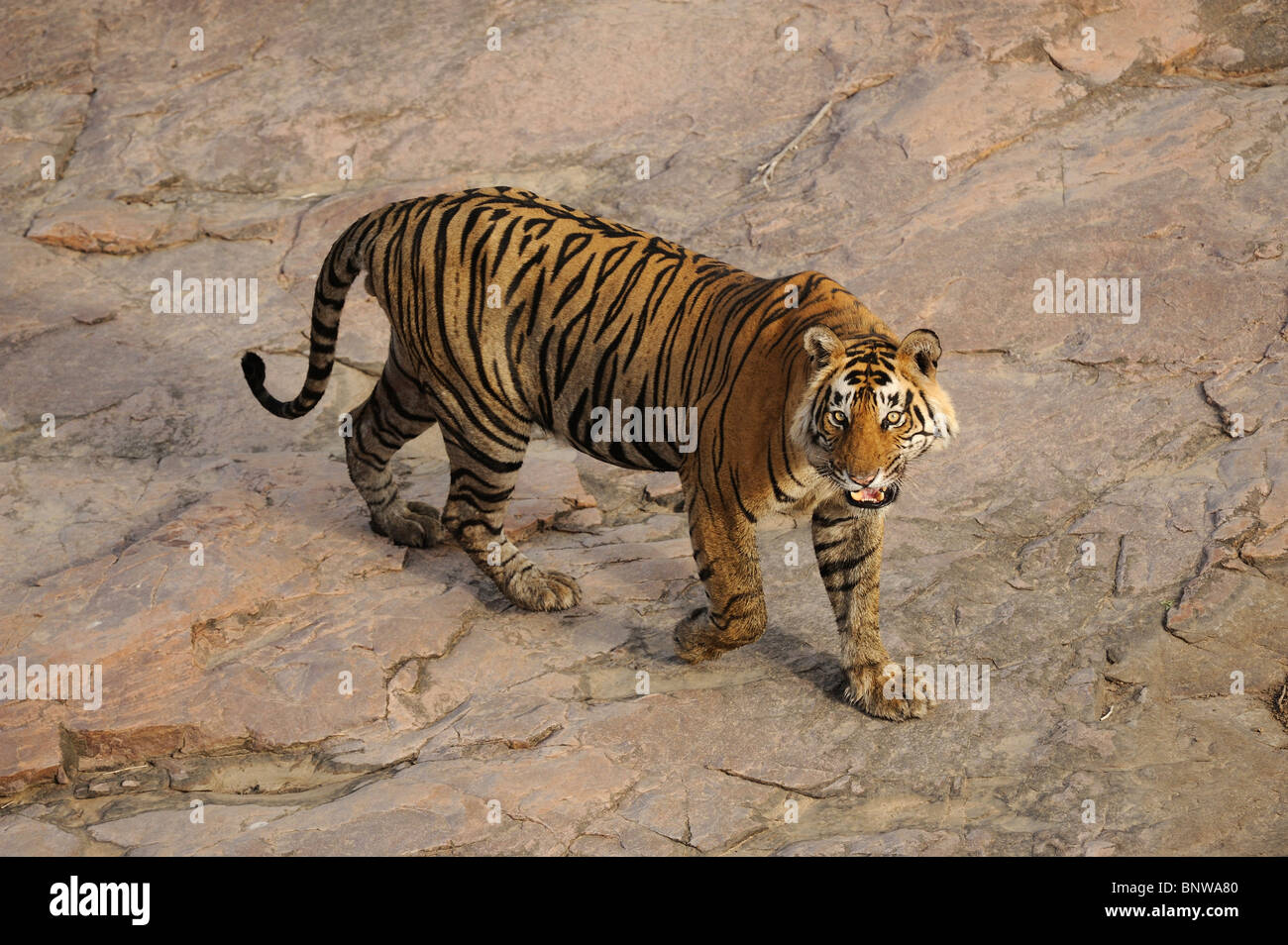 Bengal Tiger (Panthera tigris), Ranthambore, India Stock Photo