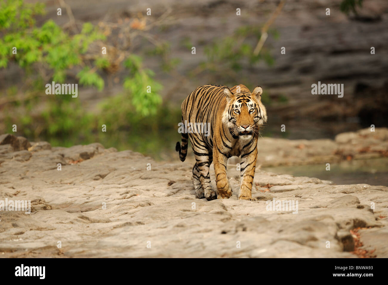 Bengal Tiger (Panthera tigris) Ranthambore, India Stock Photo