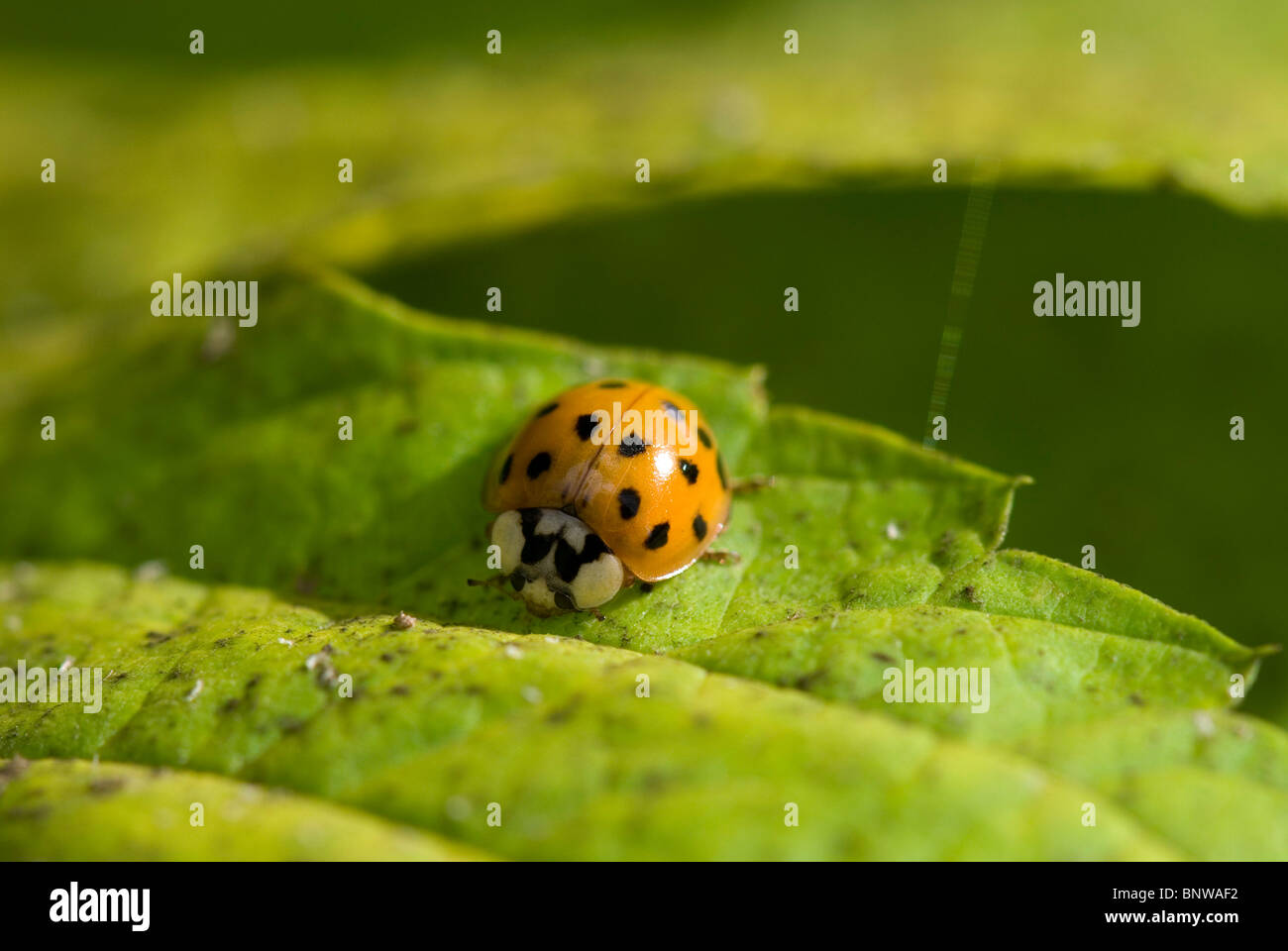 Harlequin ladybird Stock Photo