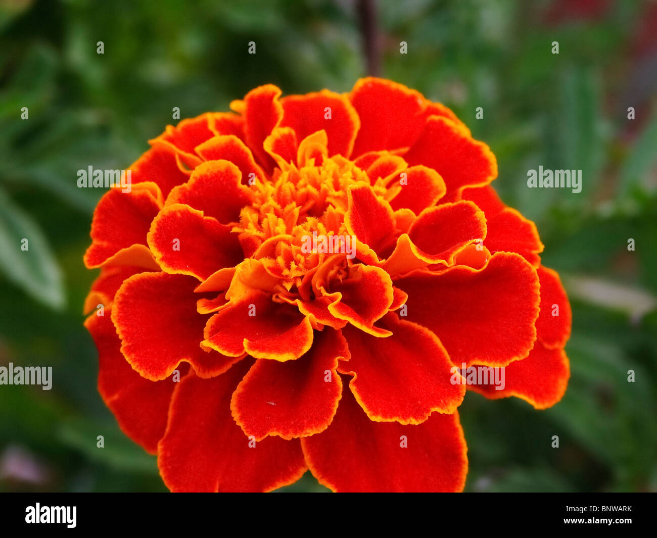 bright orange colored flower Kentucky Stock Photo Alamy