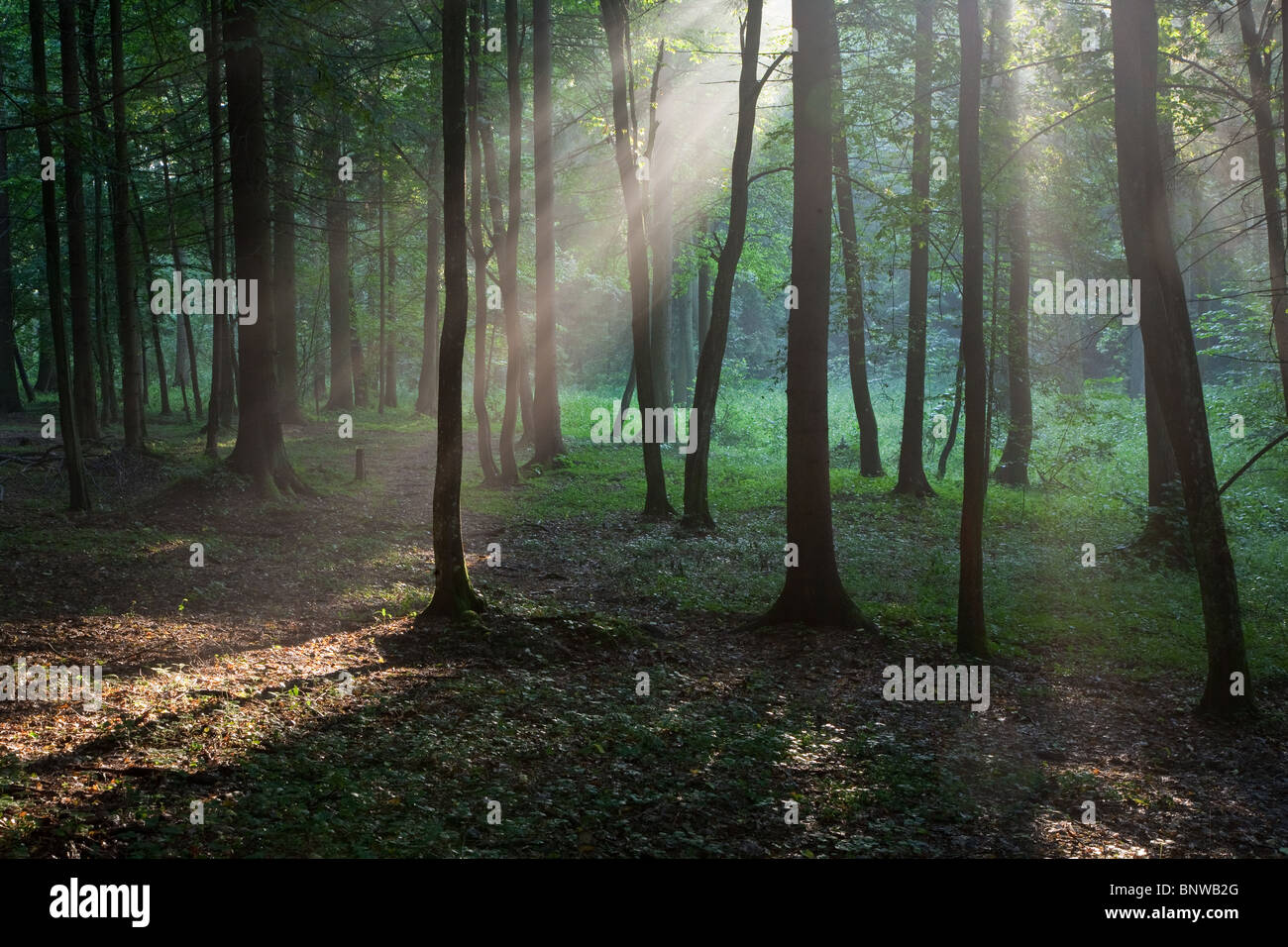 Sunbeam entering rich deciduous forest in misty evening rain after Stock Photo