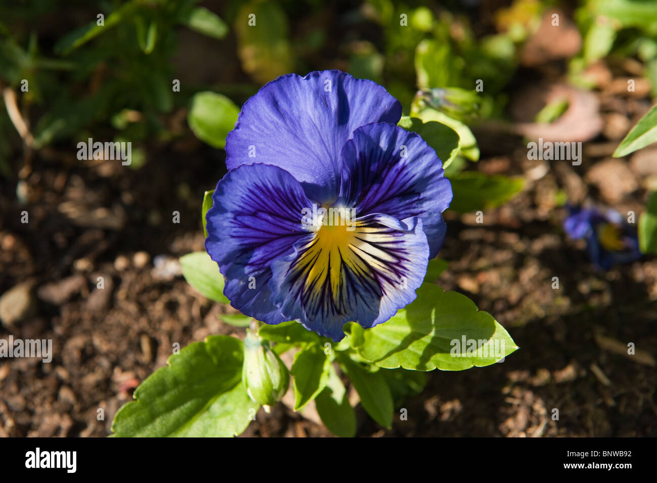 Viola plant hires stock photography and images Alamy