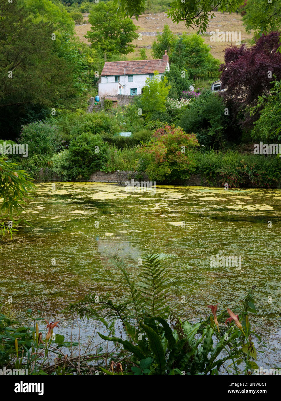 A cottage overlooking the mill pond at Cheddar Cheddar, England