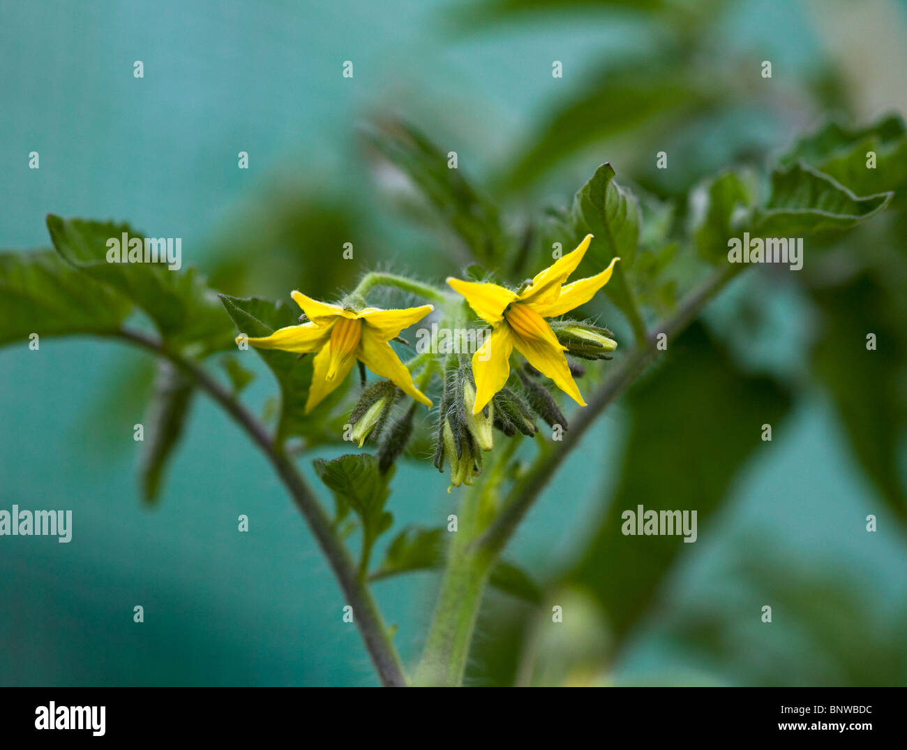 Yellow Tomato flowers growing on home grown plant Stock Photo Alamy