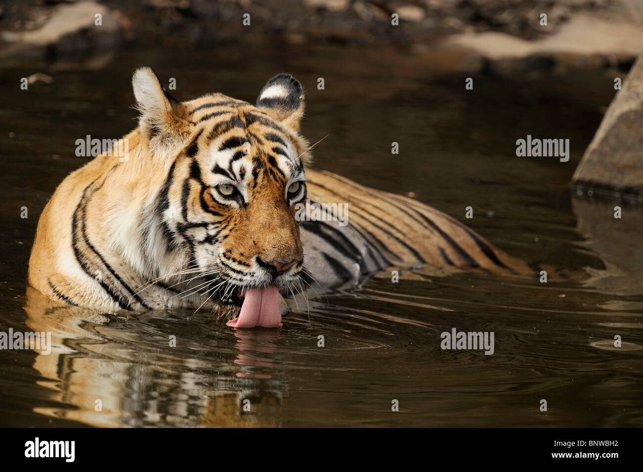 Bengal Tigeress (Panthera tigris) drinking water and relaxing in a waterhole, Ranthambore, India Stock Photo