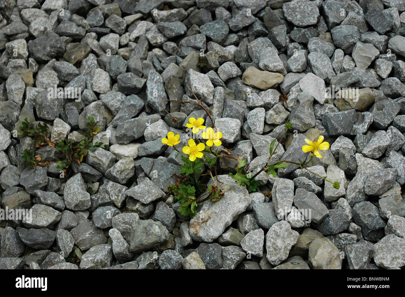 Flowers growing on rocks in parking lot, Kentucky Stock Photo