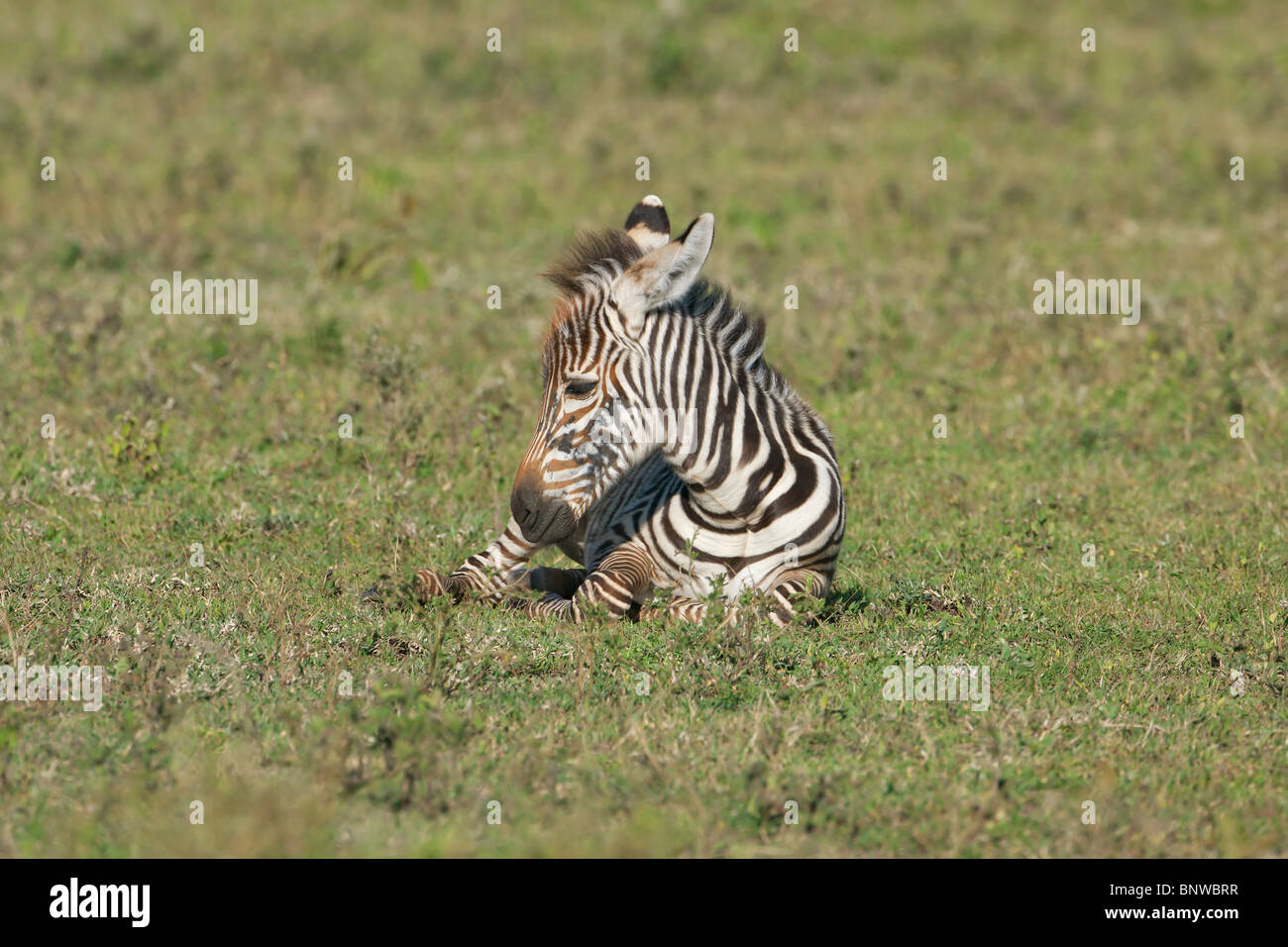 Zebra fawn, Serengeti, Tanzania Stock Photo