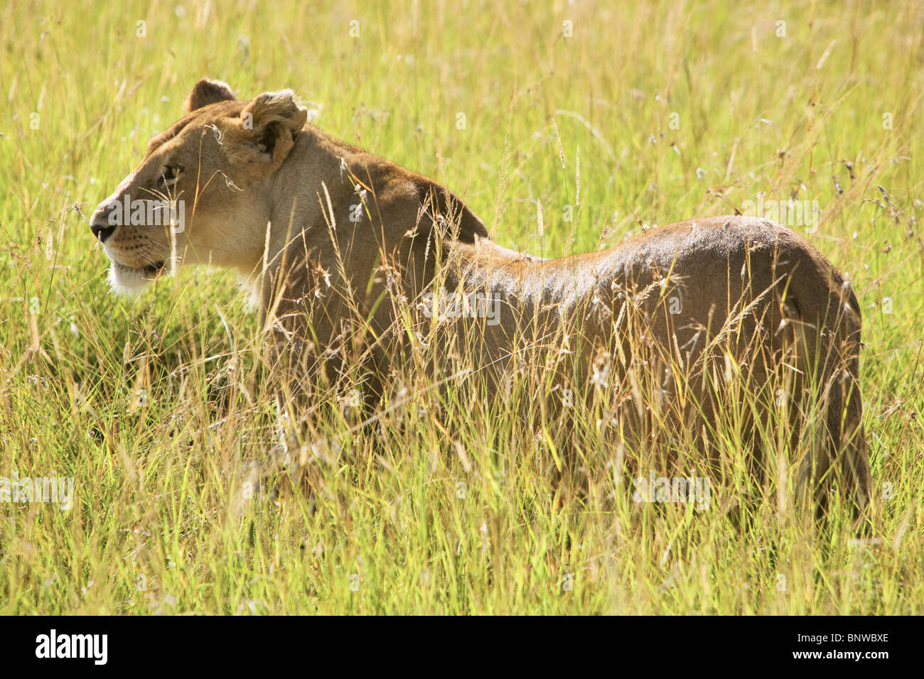 March pride lion hi-res stock photography and images - Alamy