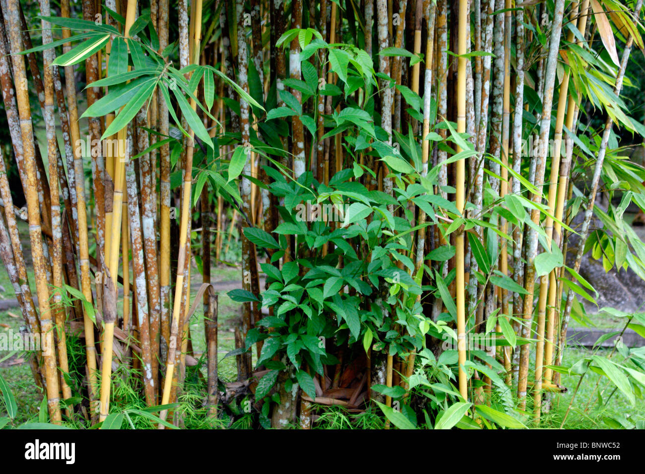 Bamboo thickets in city park of the city of Kuching. Malaysia. Borneo. Stock Photo