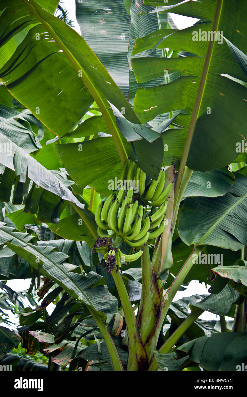 A plantain tree with banan fruit on it Stock Photo