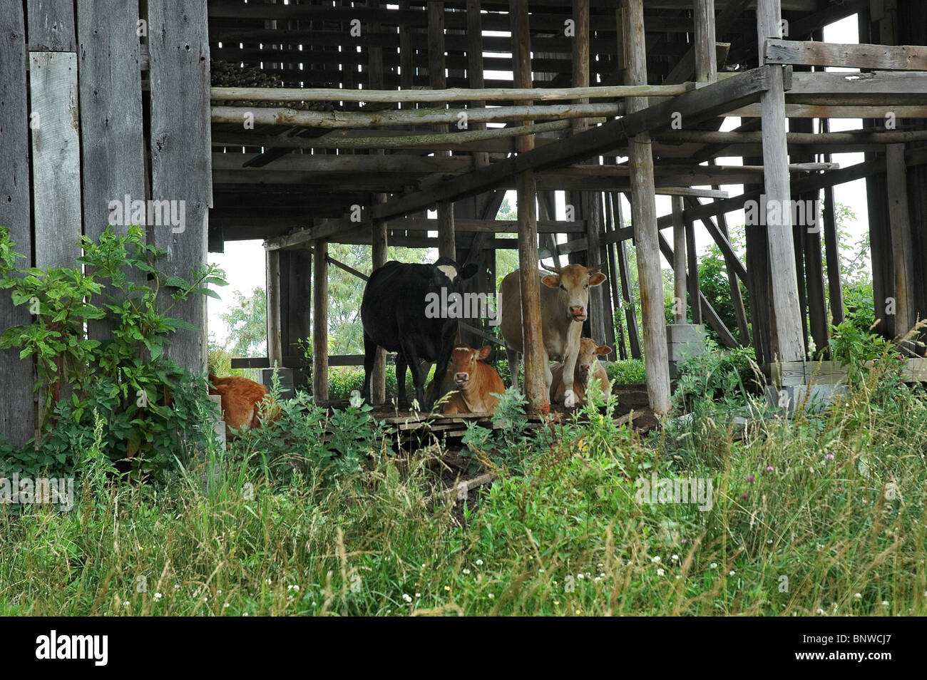 Cows seek refuge in old dilapidated barn, eastern Kentucky. Stock Photo