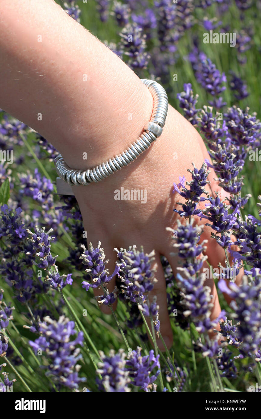 Hand wearing a bracelet, touches the lavender as she walks by Stock Photo